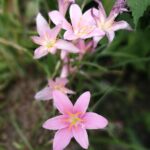 Top 10 Mobile Development Frameworks: Which One is Right for You?