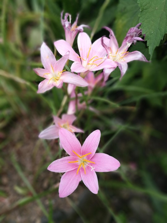 Top 10 Mobile Development Frameworks: Which One is Right for You?