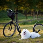 The No-Code Revolution: How to Create a Website Without Tech Skills for Free!