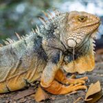 Zero Cost, Infinite Possibilities: Your Guide to Free Hosting and Domains